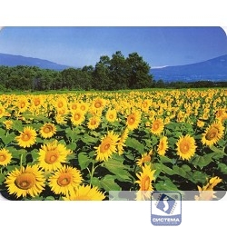 Коврик для мыши Buro BU-M20036 рисунок/подсолнухи [817310]